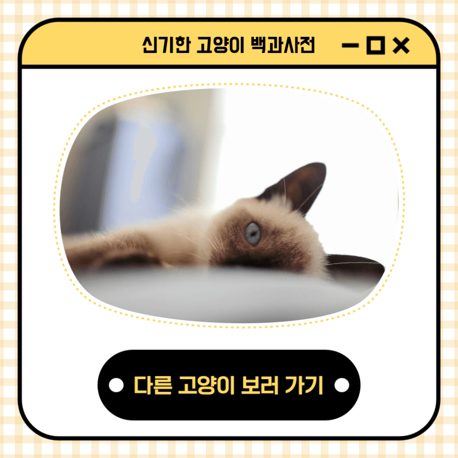 샴고양이 신기한 고양이 백과사전