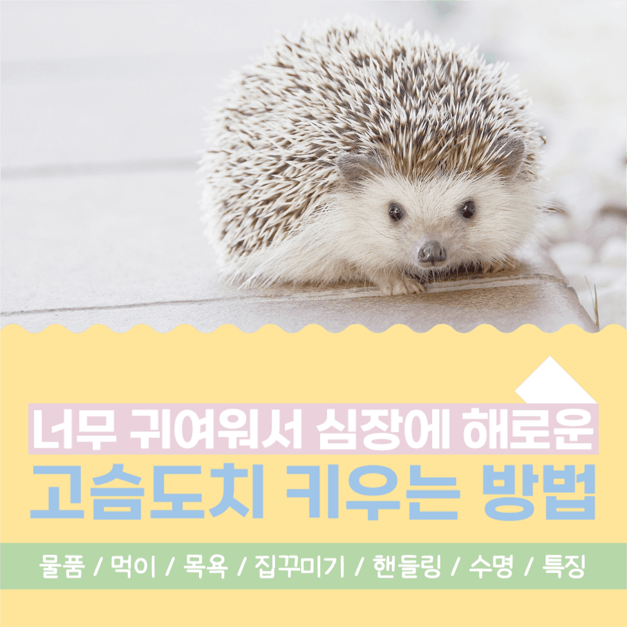 고슴도치 키우는 방법 인스타그램