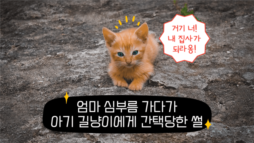 아기 길냥이에게 간택당한 썰 유튜브