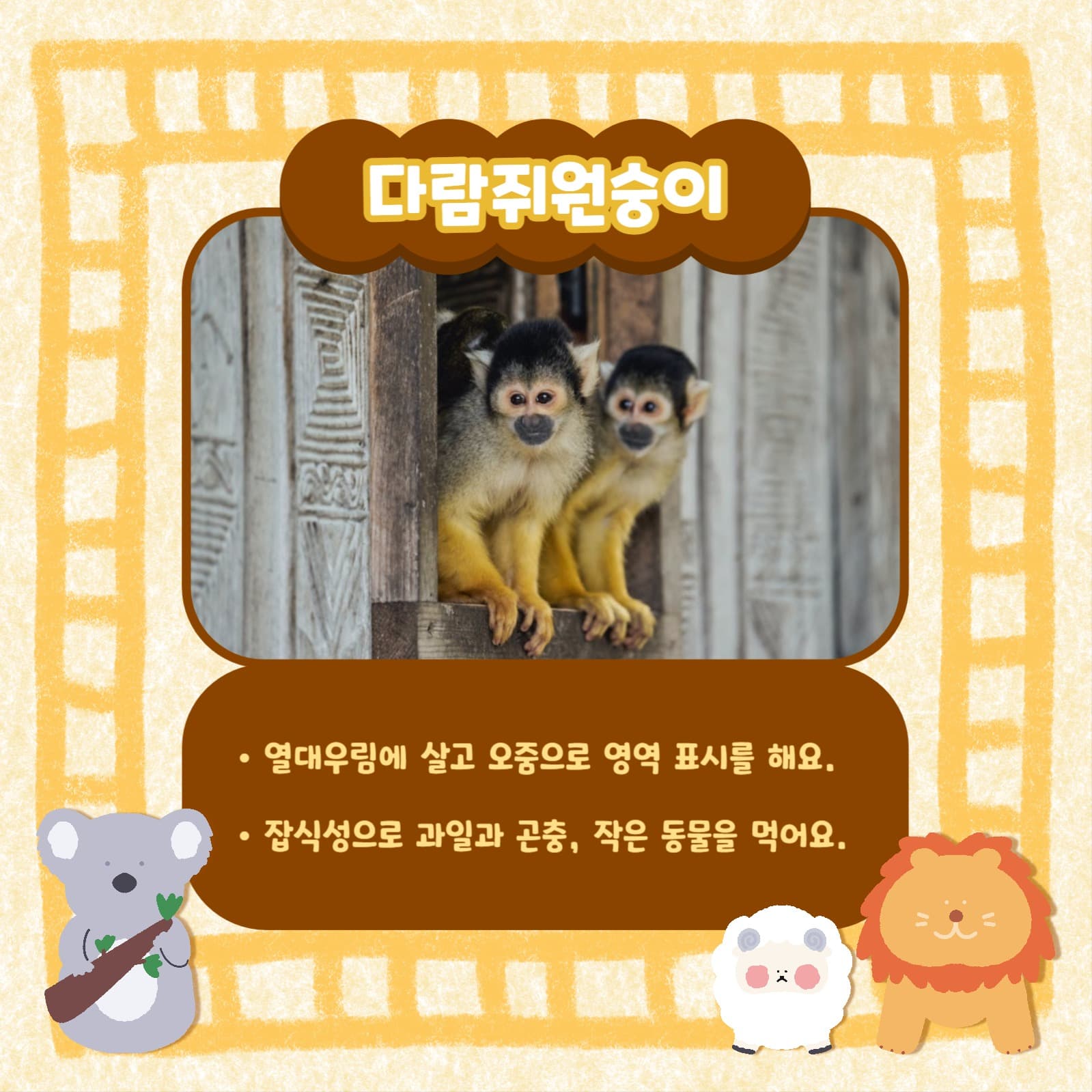 동물 인기순위 카드뉴스