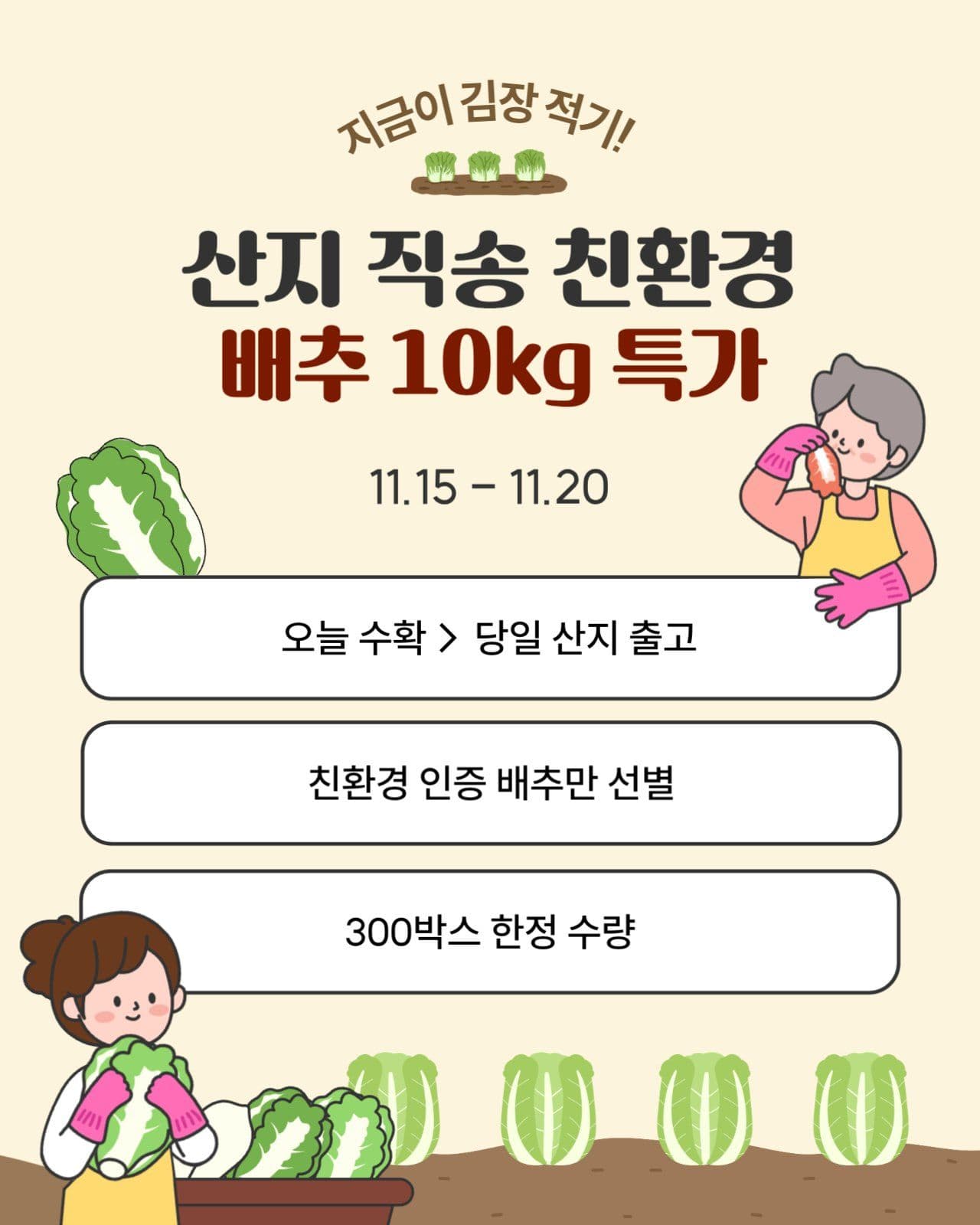 베이지색 김장 배추 할인 이벤트