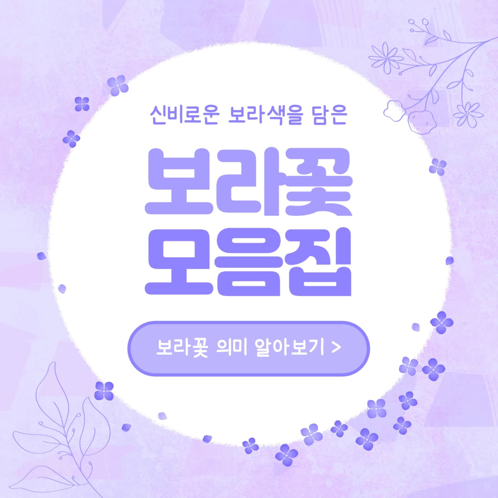 보라꽃 모음집 카드뉴스