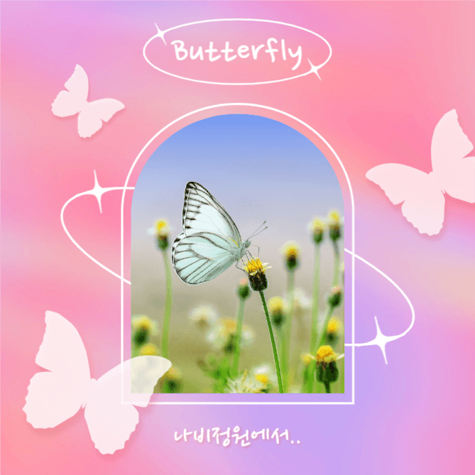 Butterfly (인스타)