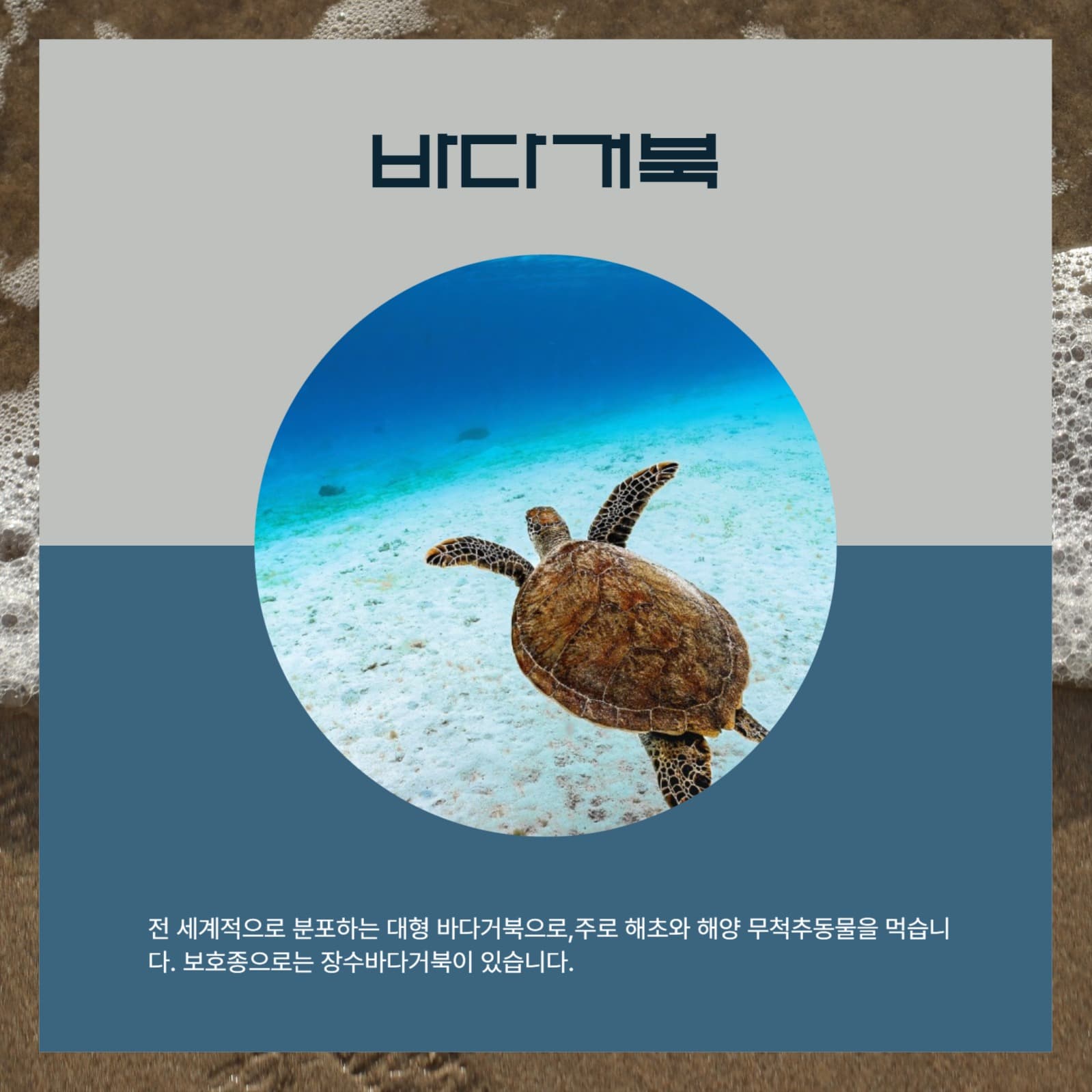 바다 동물 친구들