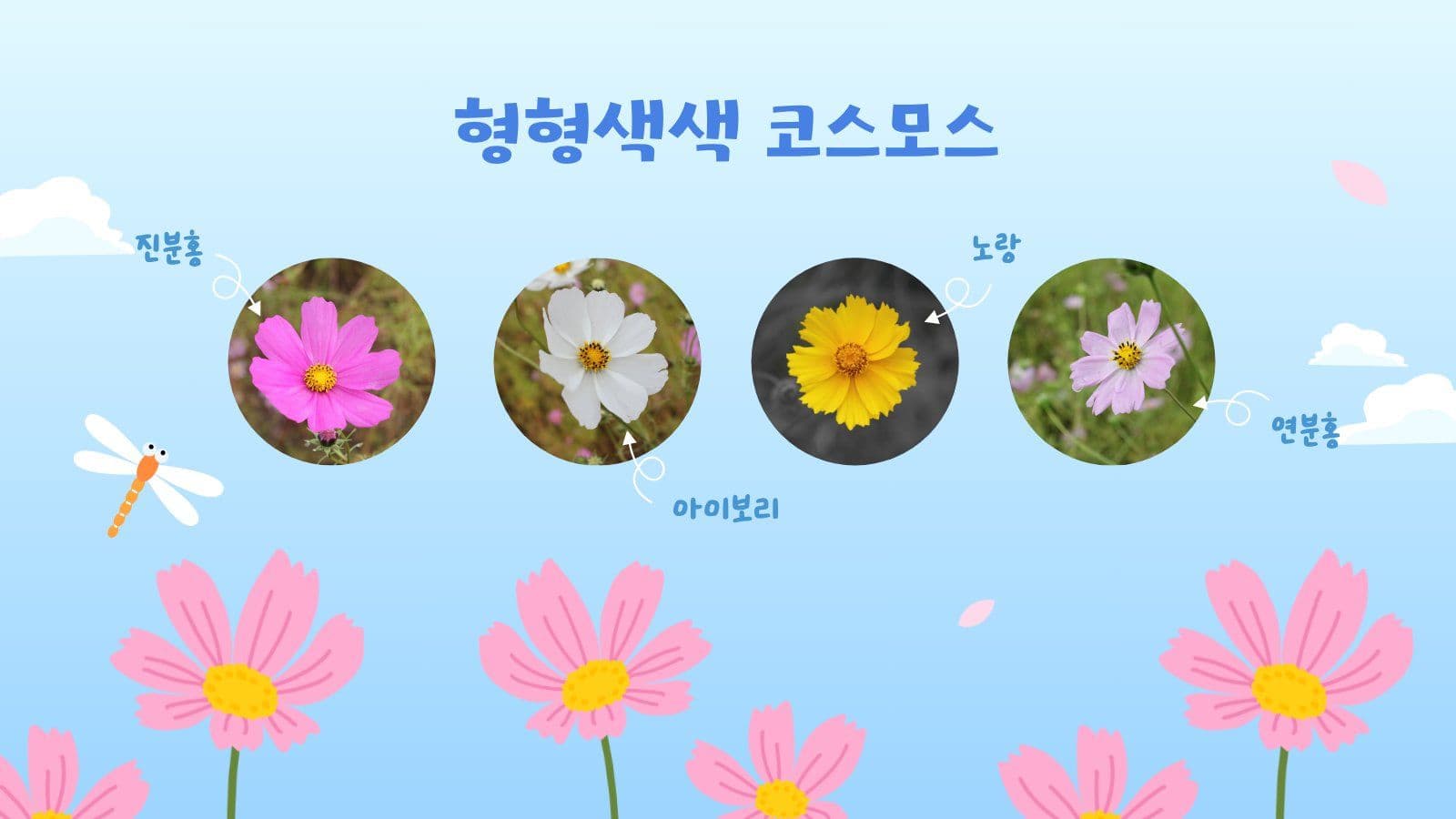 푸른 하늘 코스모스 PPT 