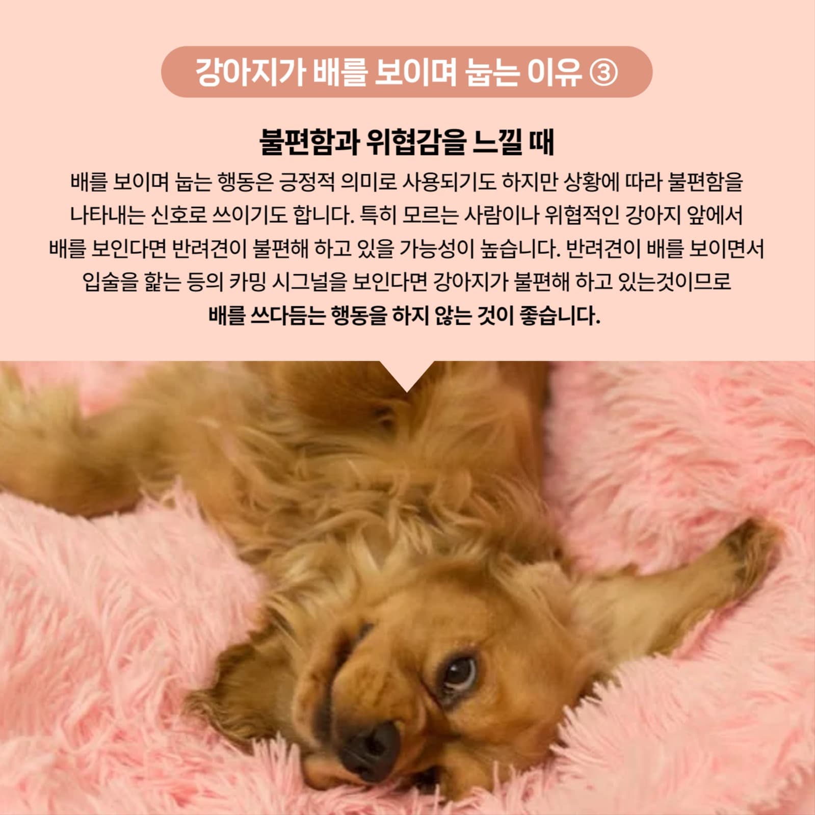 반려동물상식