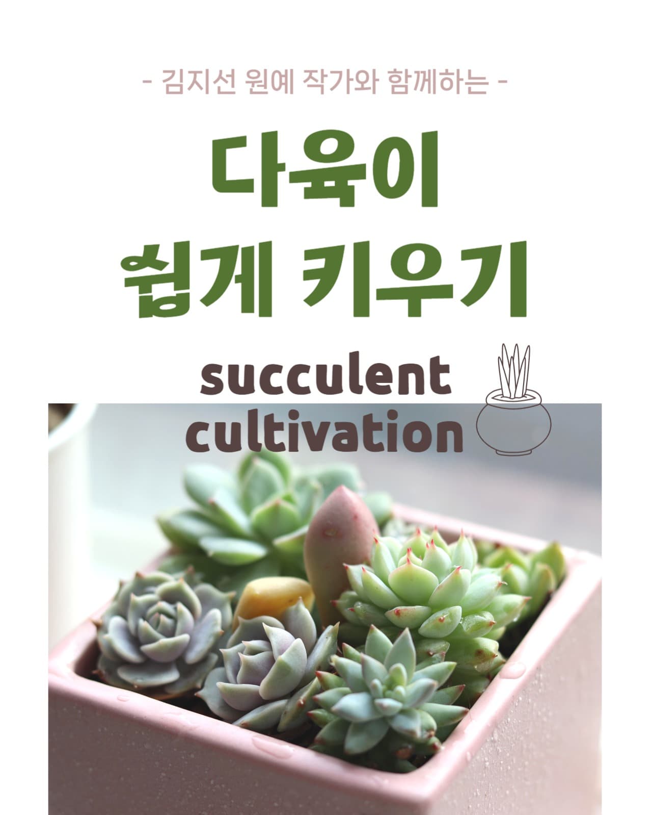 다육이 쉽게 키우기 인스타