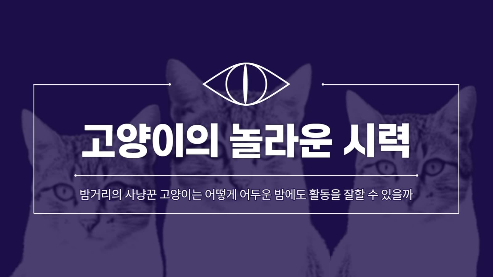 고양이의 놀라운 시력