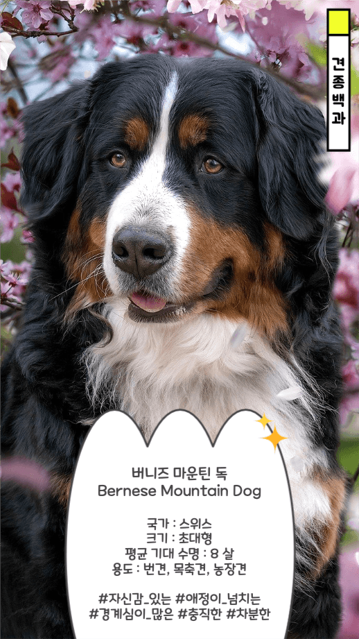 버니즈 마운틴 독 견종 백과