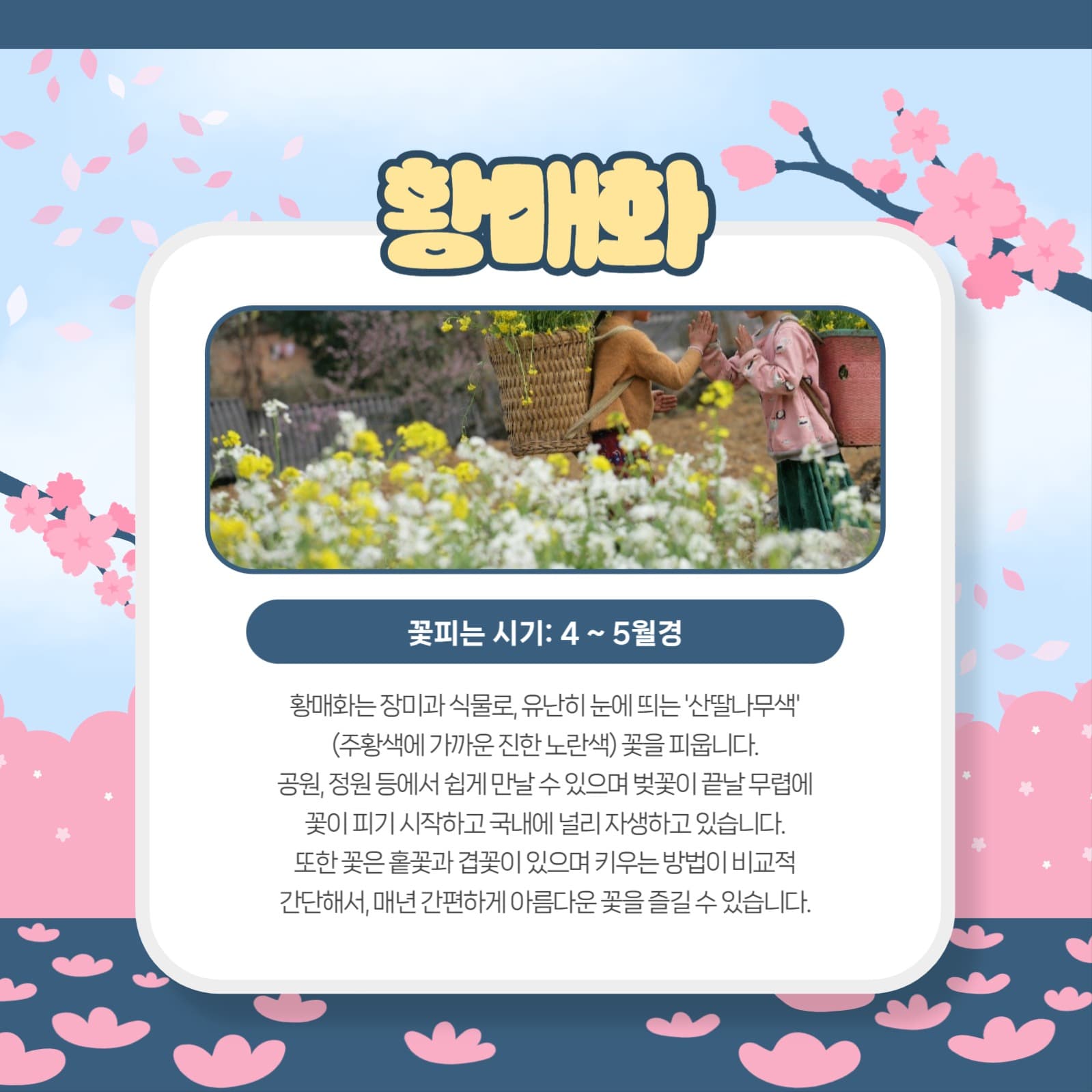 봄꽃 모음