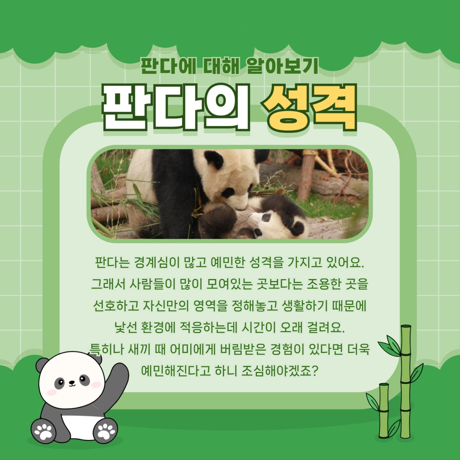 판다 템플릿