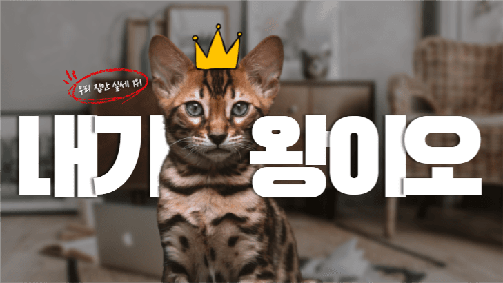 우리 집안 냐옹이를 소개합니다