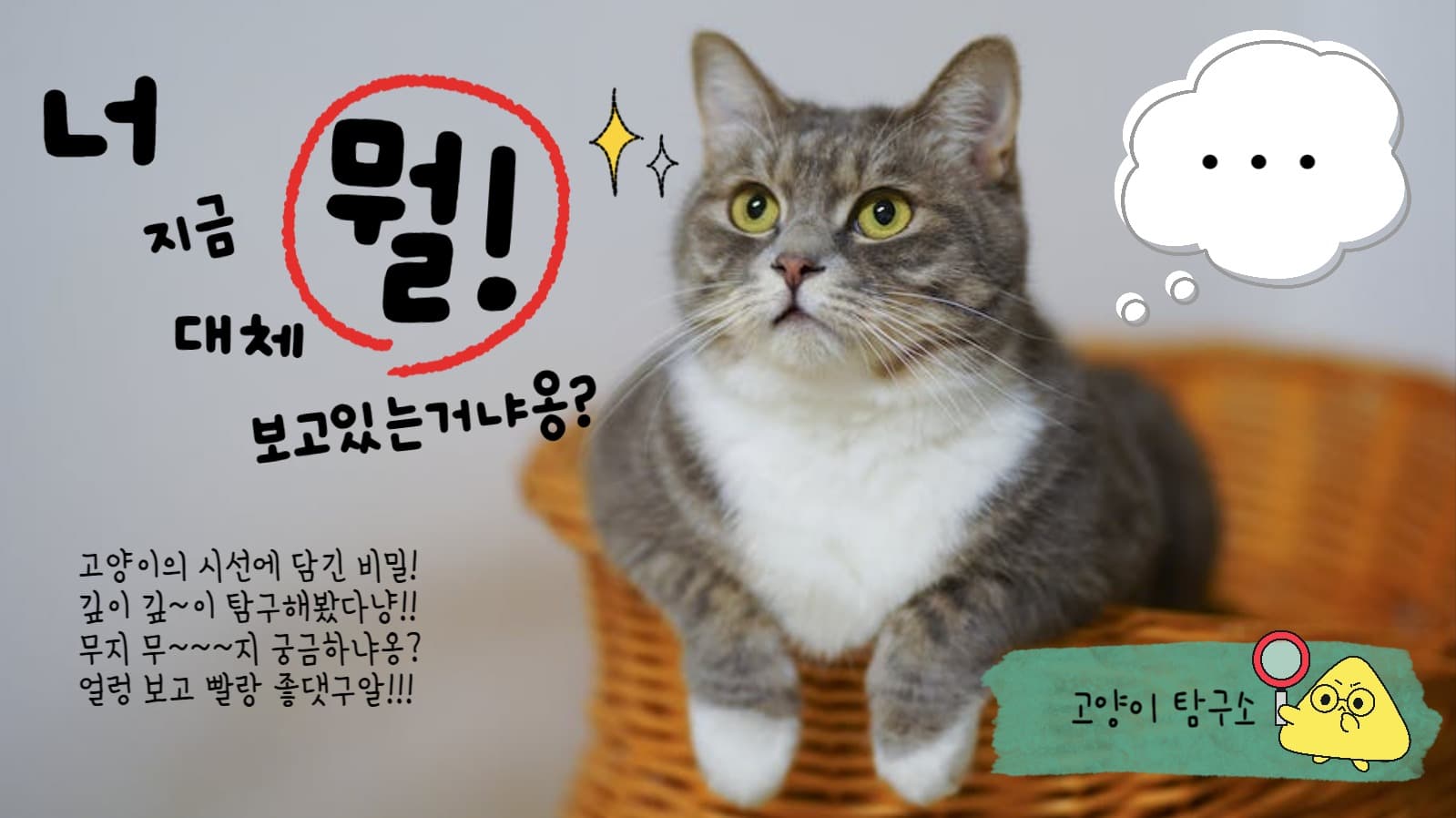 고양이의 시선의 비밀