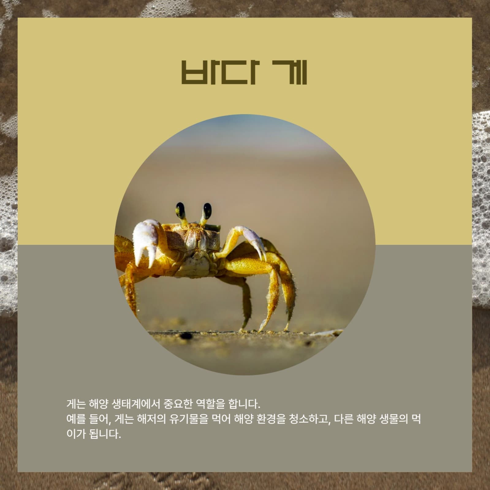 바다 동물 친구들