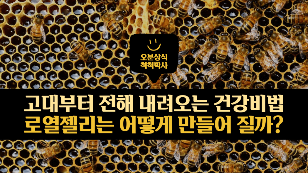 로열젤리는 어떻게 만들어 질까 유튜브