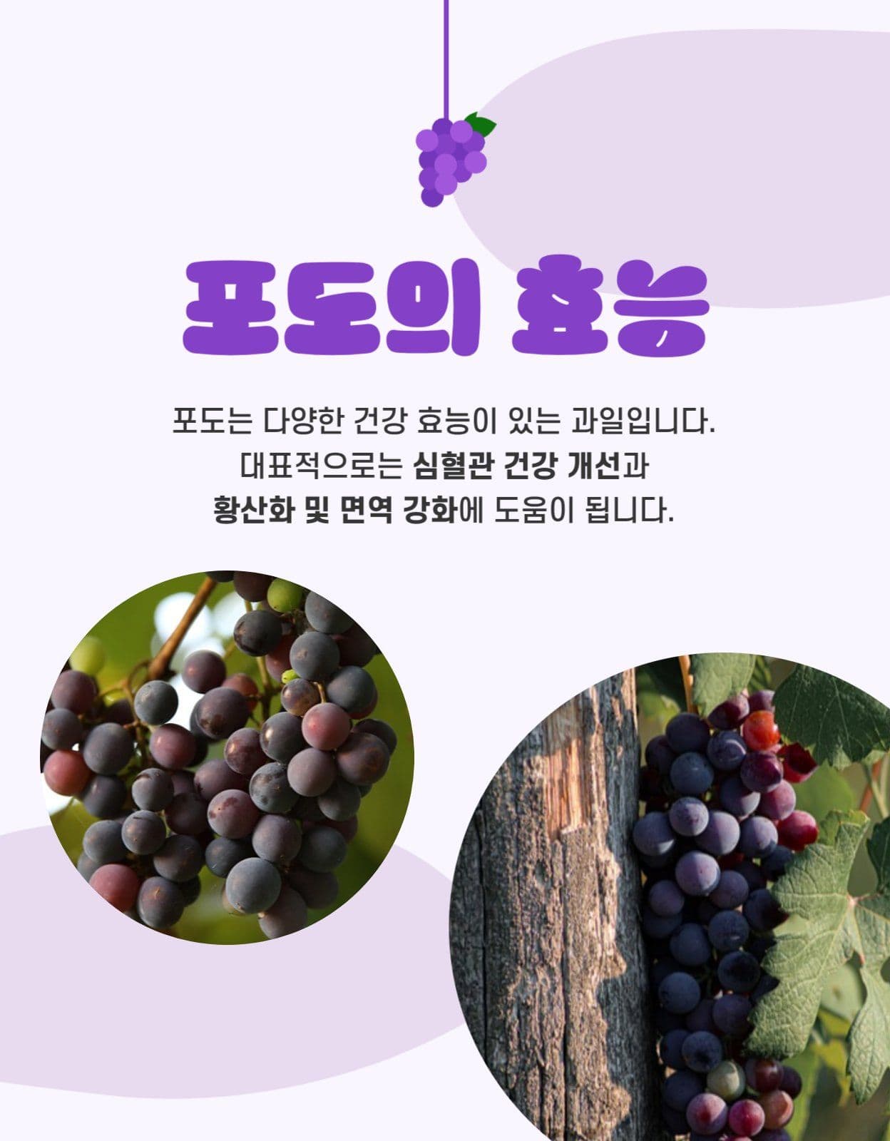 툴디 포도 상세페이지