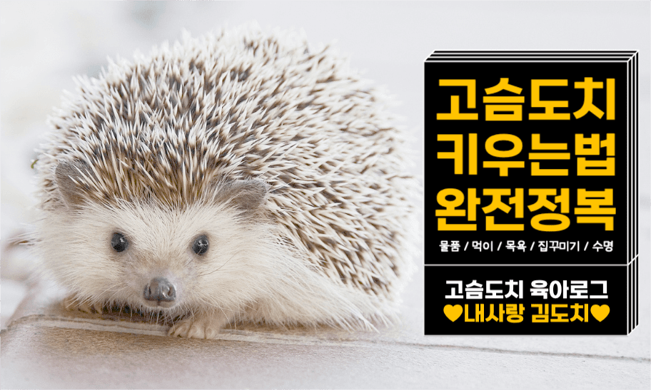 고슴도치 키우는 법 네이버 포스트
