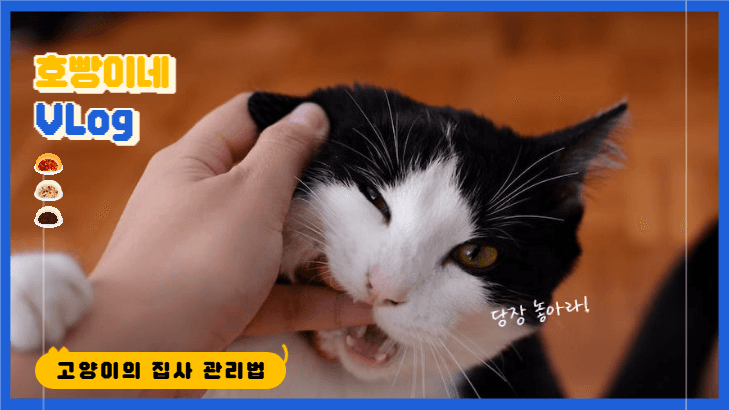 호빵이네 브이로그