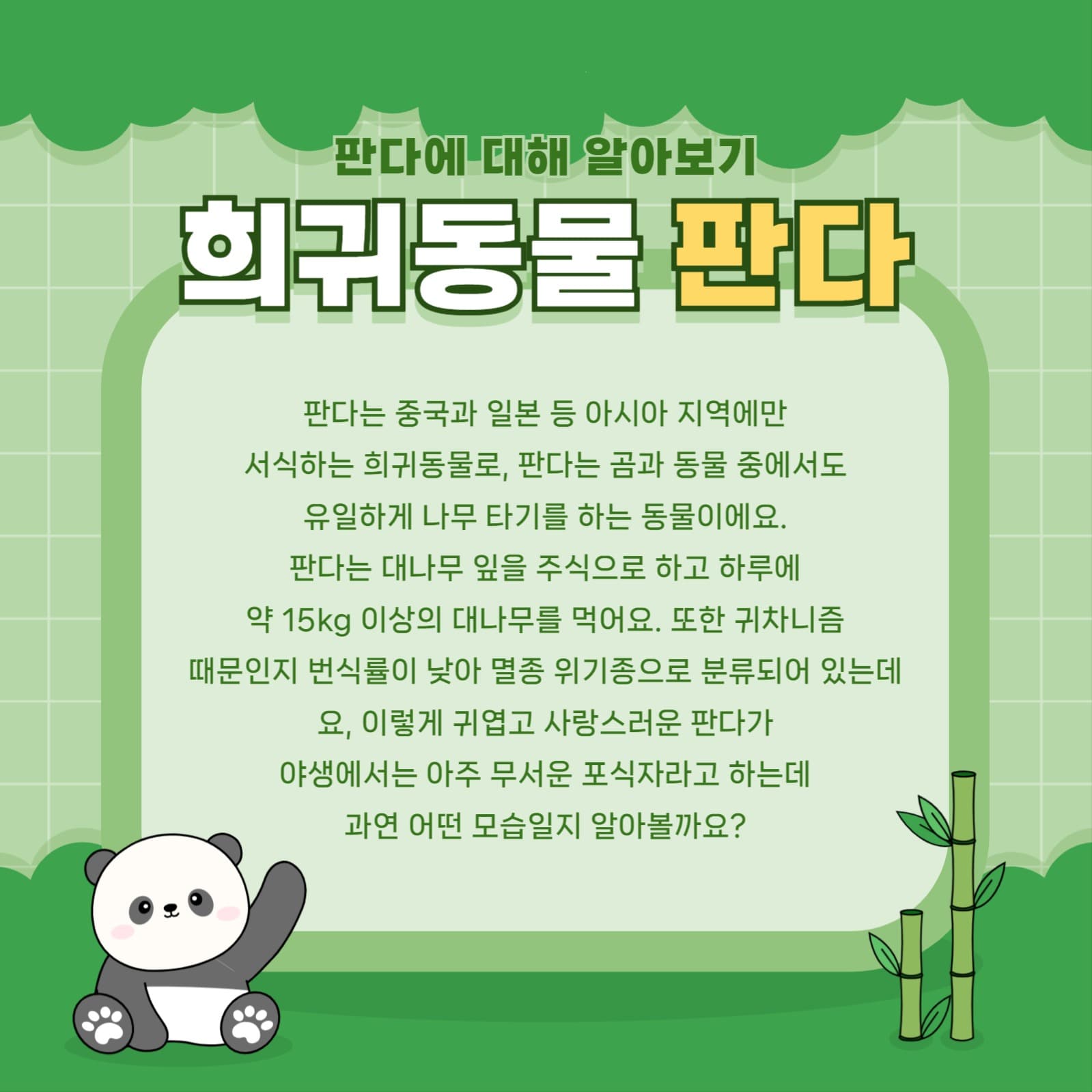 판다 템플릿
