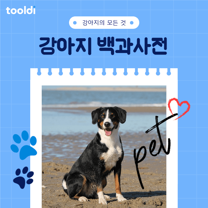 강아지 백과사전