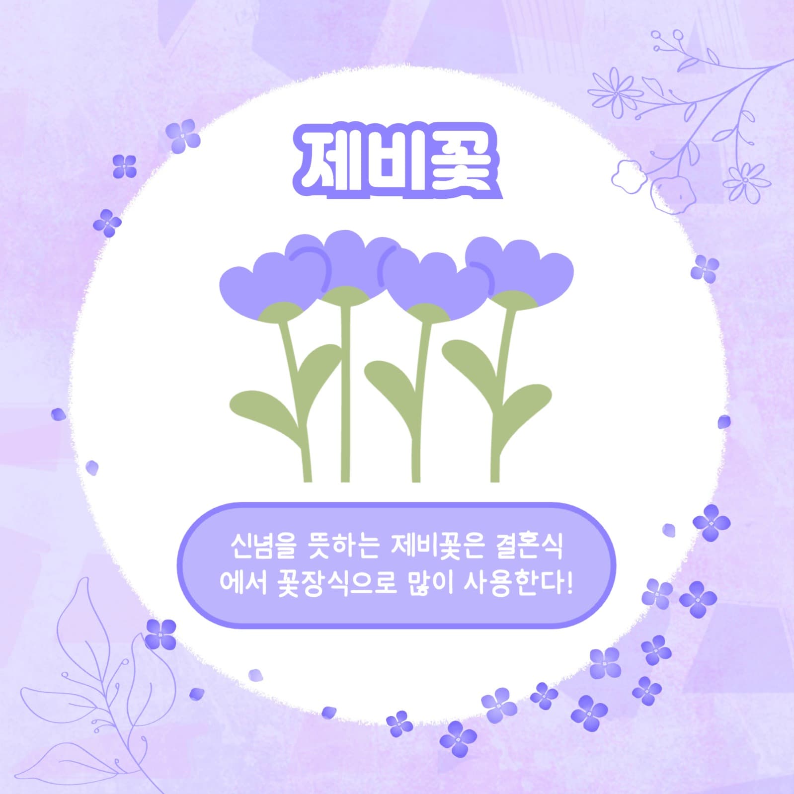 보라꽃 모음집 카드뉴스