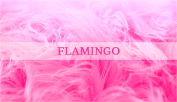 FLAMINGO 명함