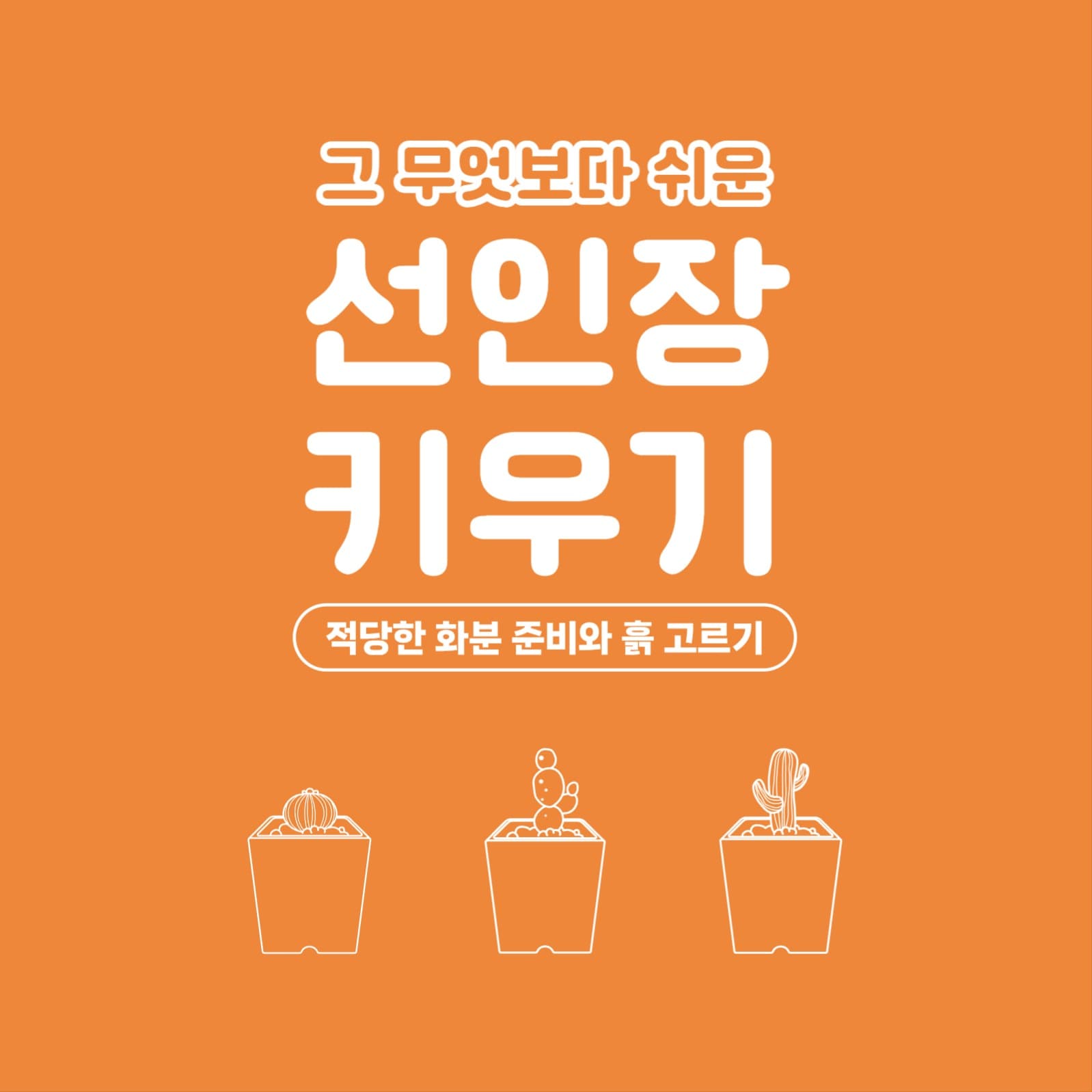 선인장 키우기 인스타