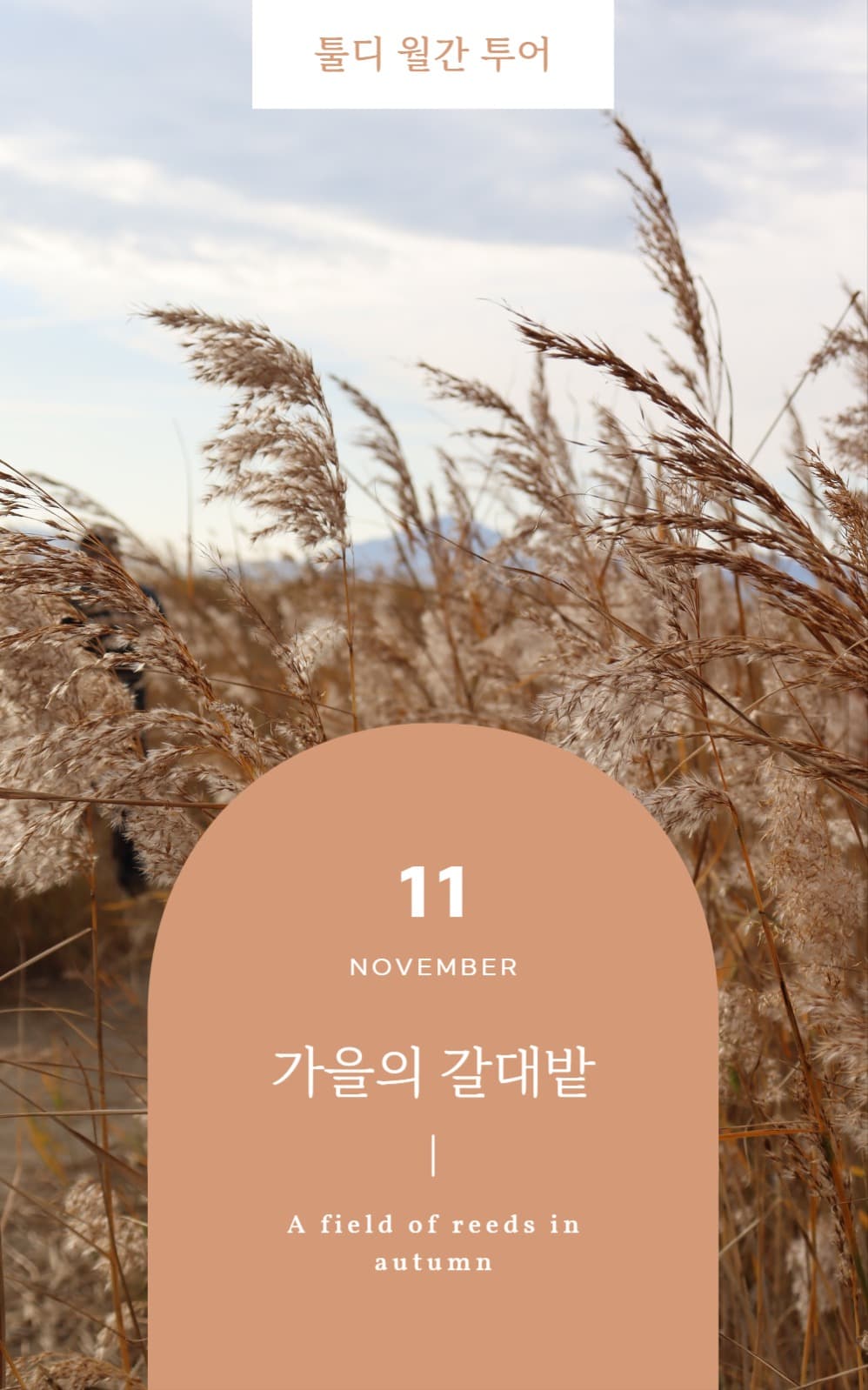 가을의 갈대밭