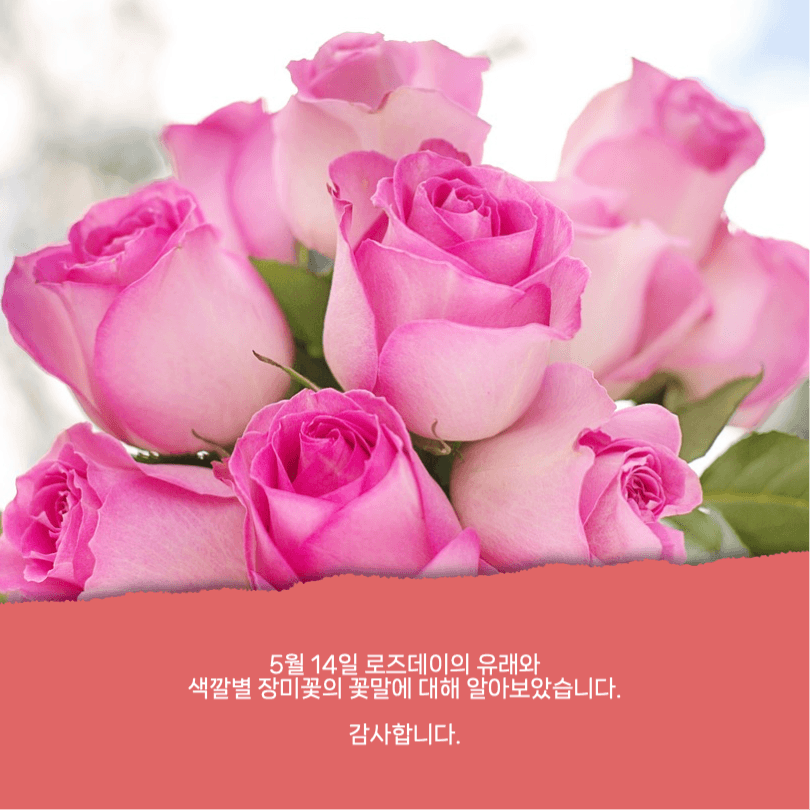 로즈데이 유래와 장미꽃 꽃말 카드뉴스
