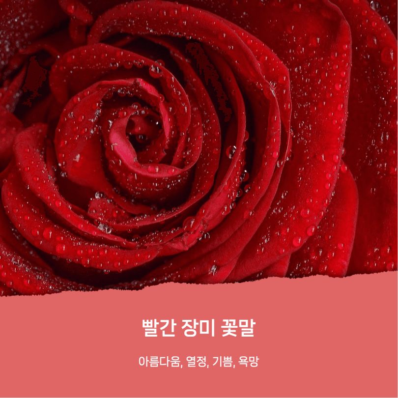 로즈데이 유래와 장미꽃 꽃말 카드뉴스