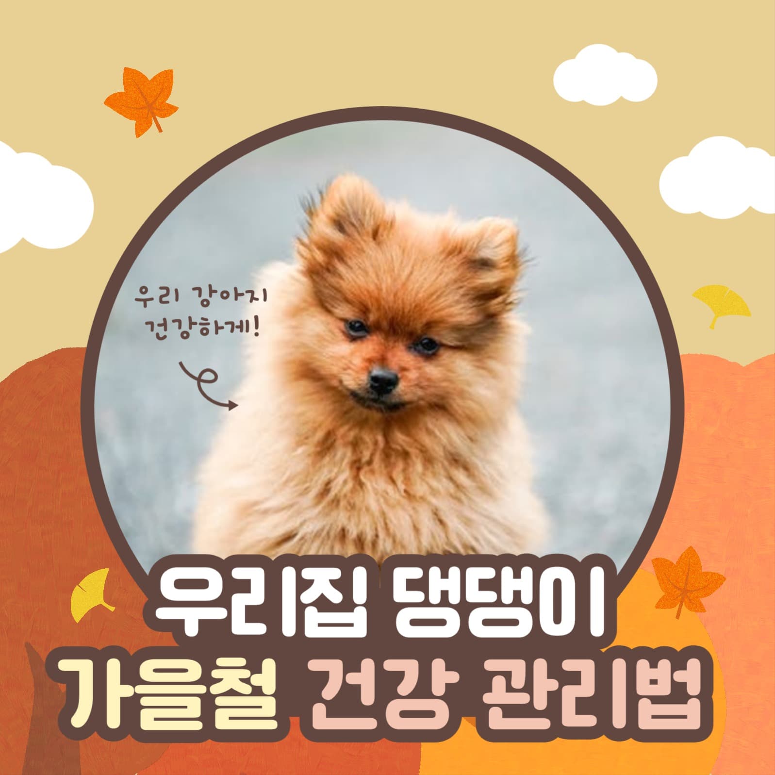 강아지 가을 건강 관리 SNS 안내