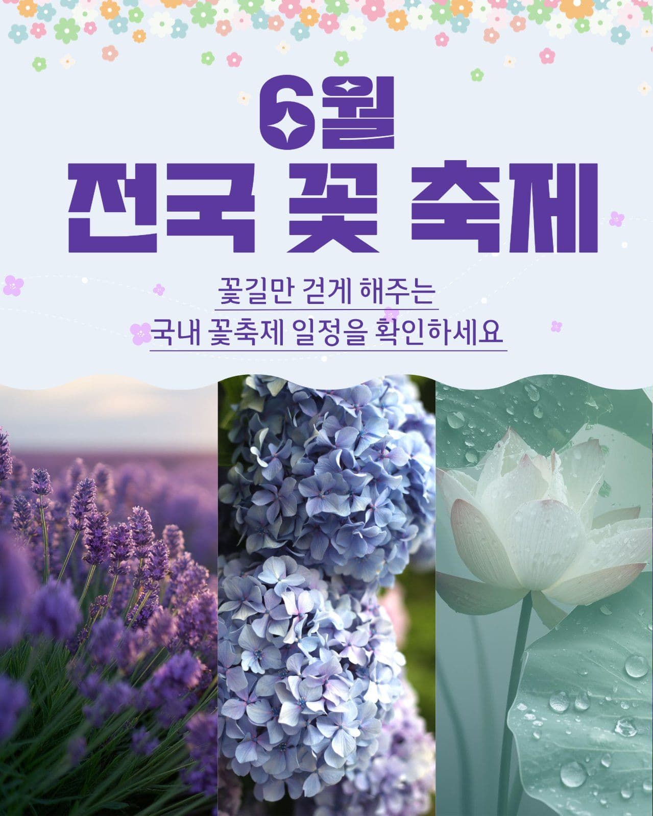 6월 꽃 축제
