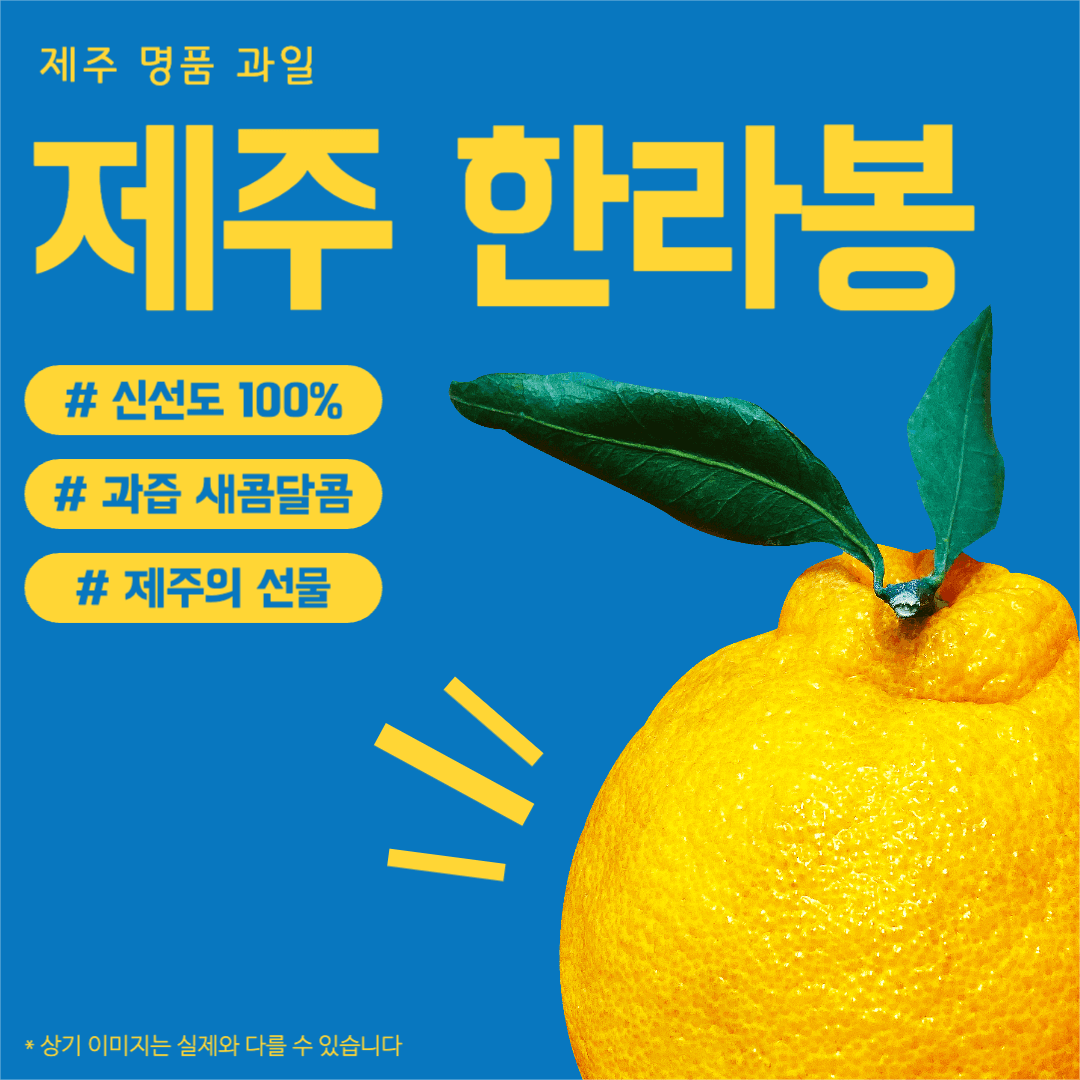 제주 한라봉 인스타