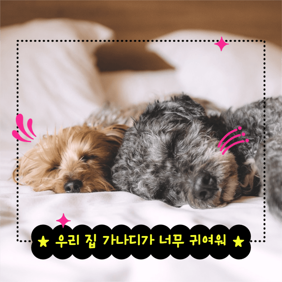 가나디가 너무 귀여워 인스타그램