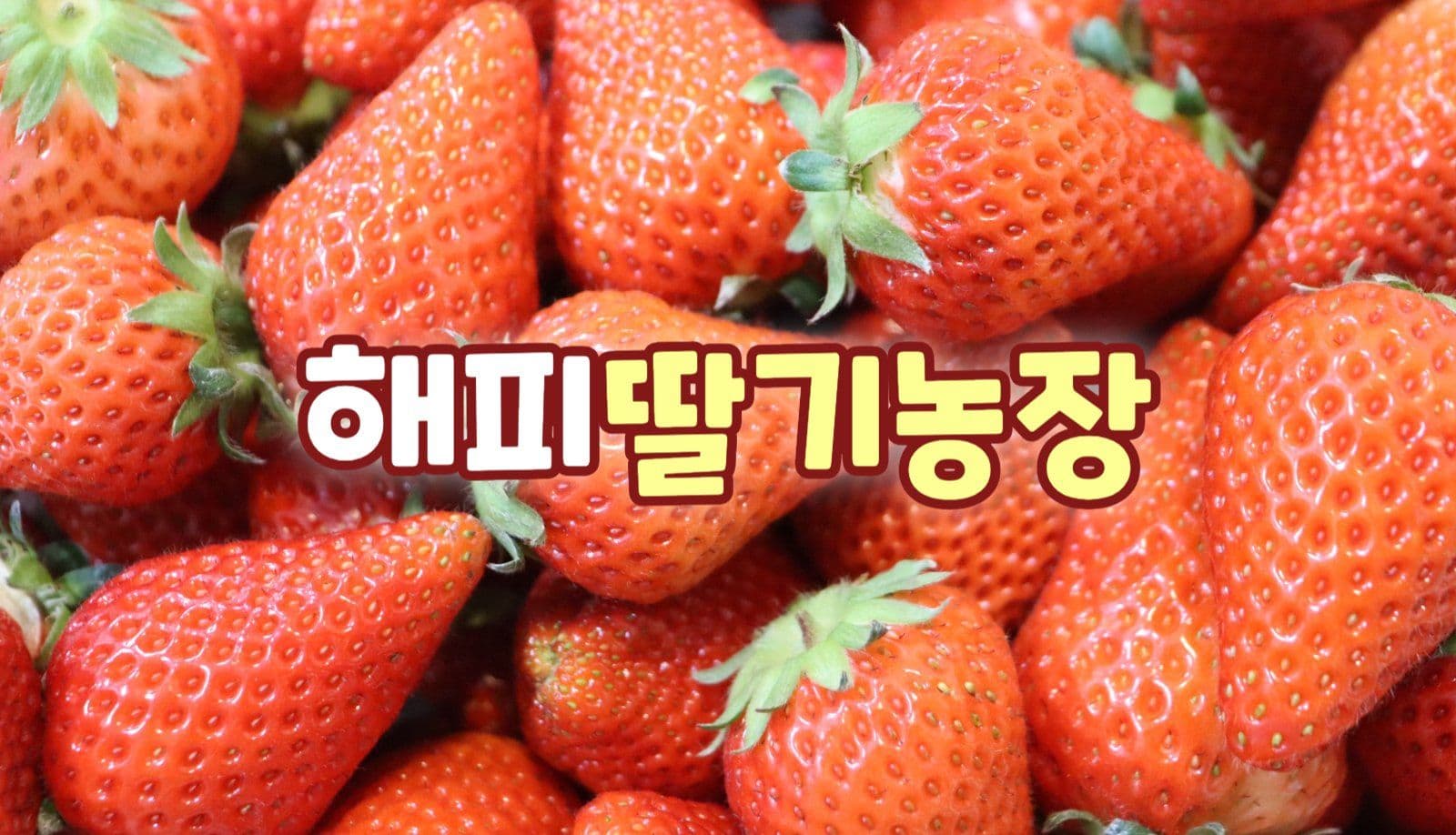 딸기농장 명함