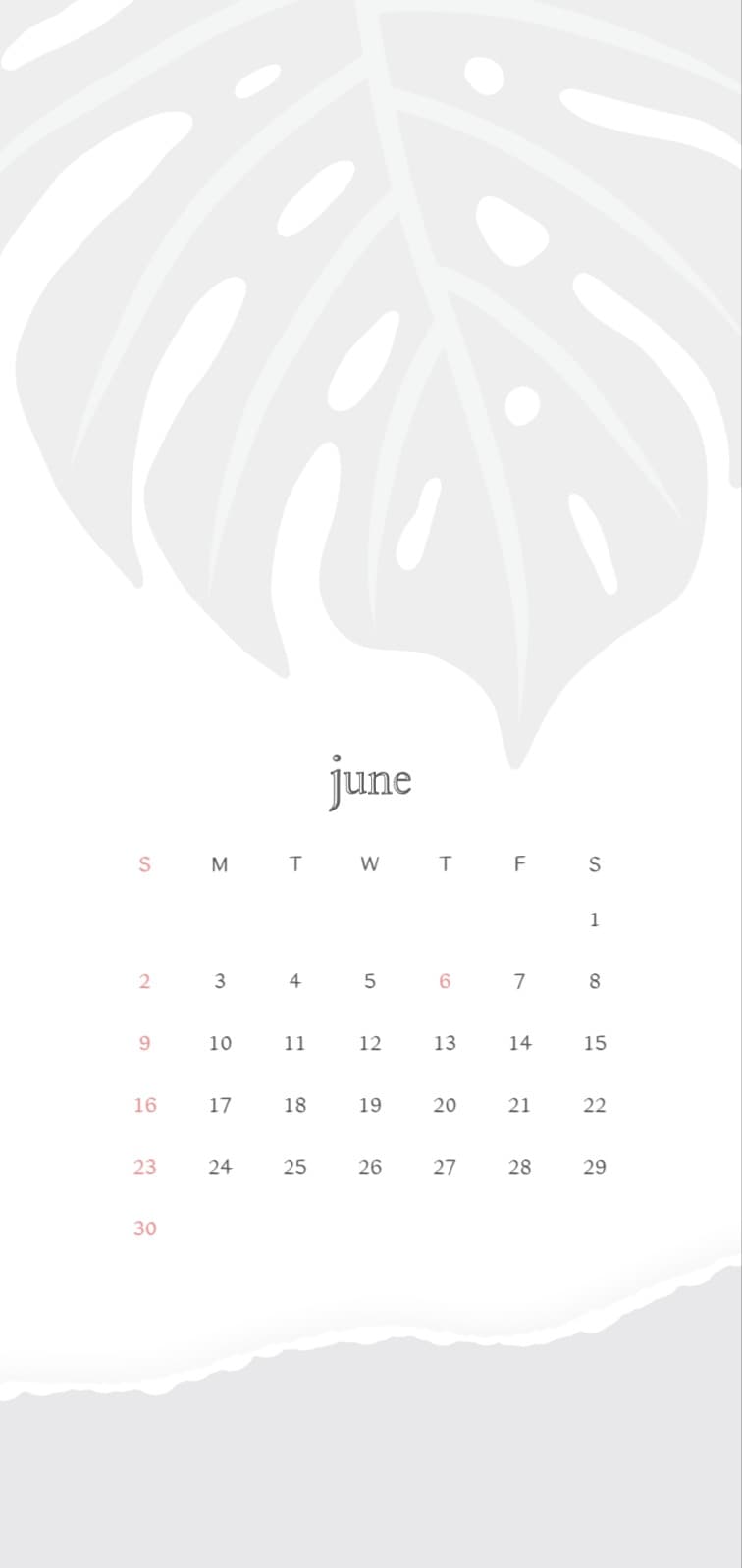 6월 달력 몬스테라 잎 배경화면