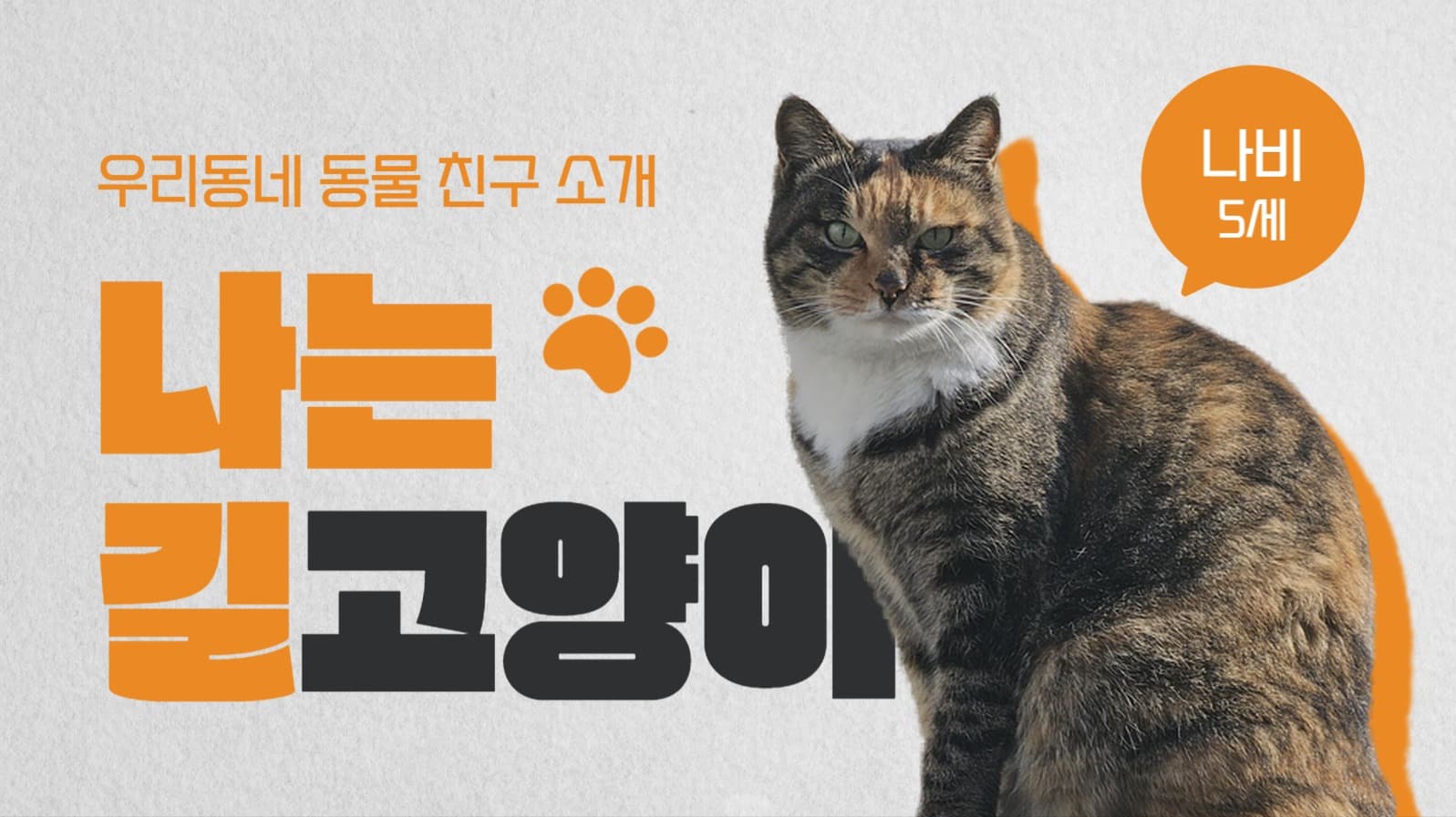 길고양이 소개 유튜브 썸네일