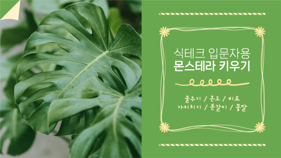 식테크 입문자용 몬스테라 키우기