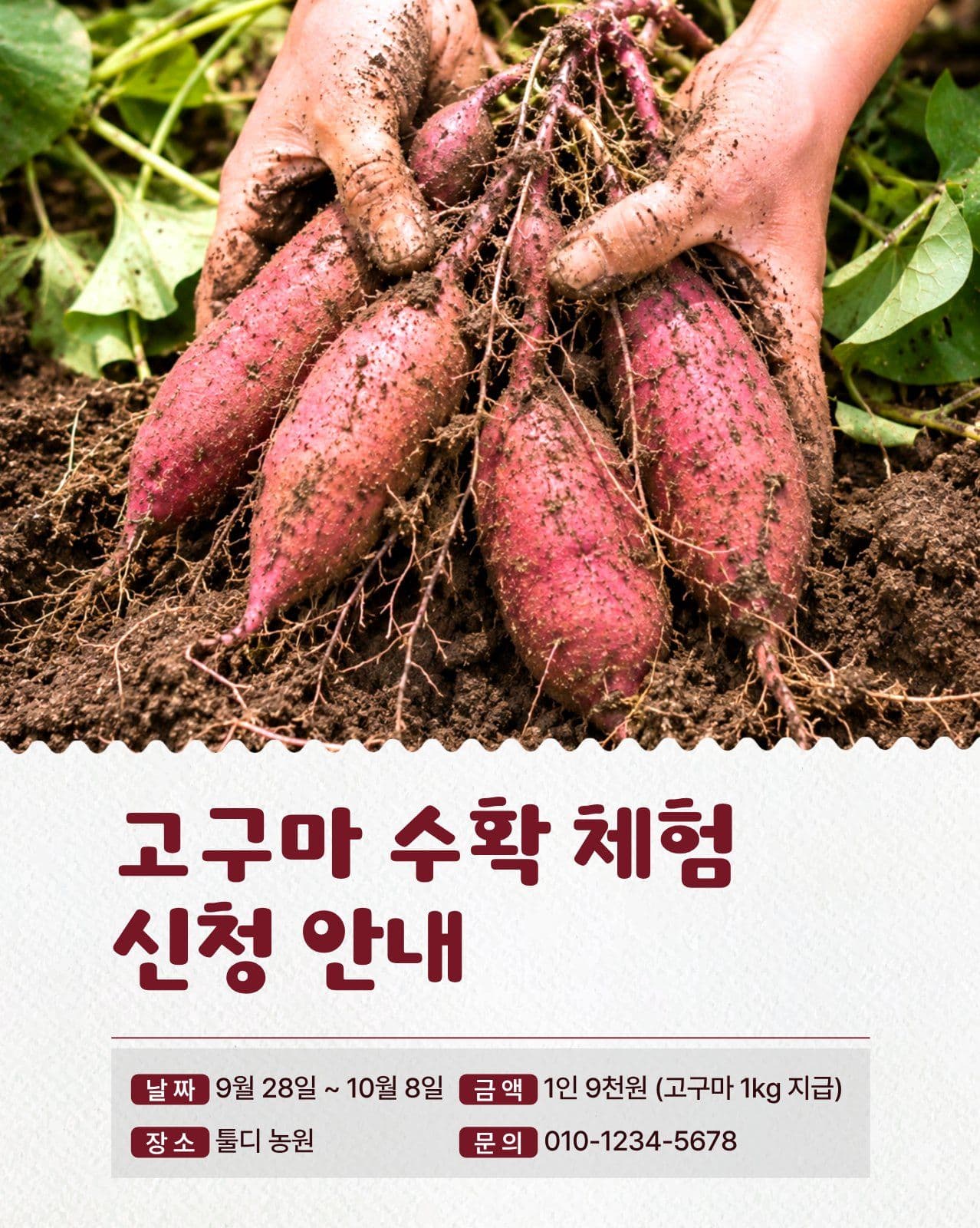 고구마 수확체험 신청 안내