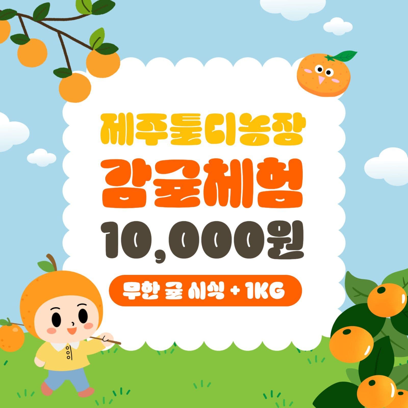 제주감귤체험
