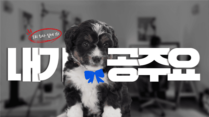 우리 회사 멍멍이를 소개합니다