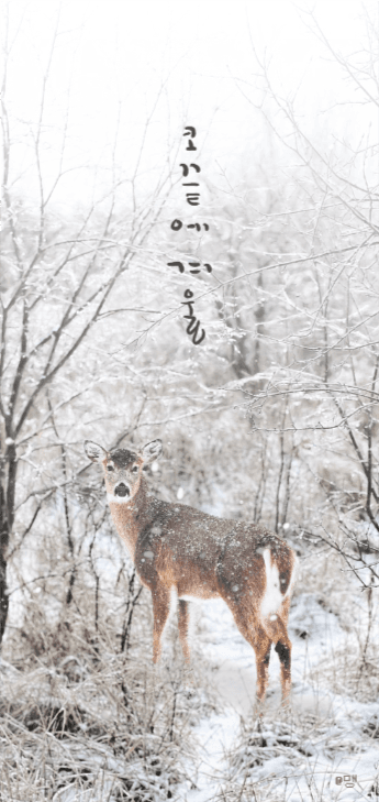 겨울 감성 문구 배경화면