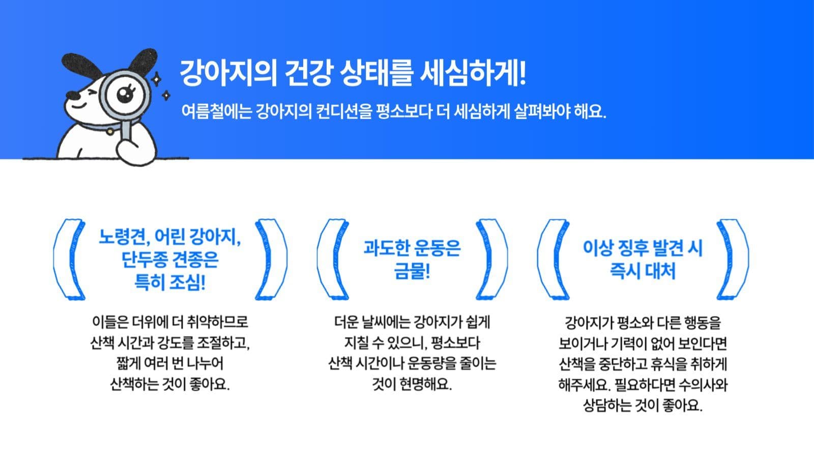 강아지 여름산책 주의사항