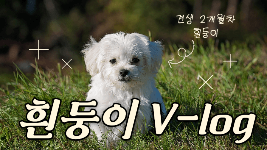 흰둥이 브이로그 썸네일