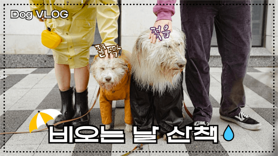 비 오는 날 강아지 산책
