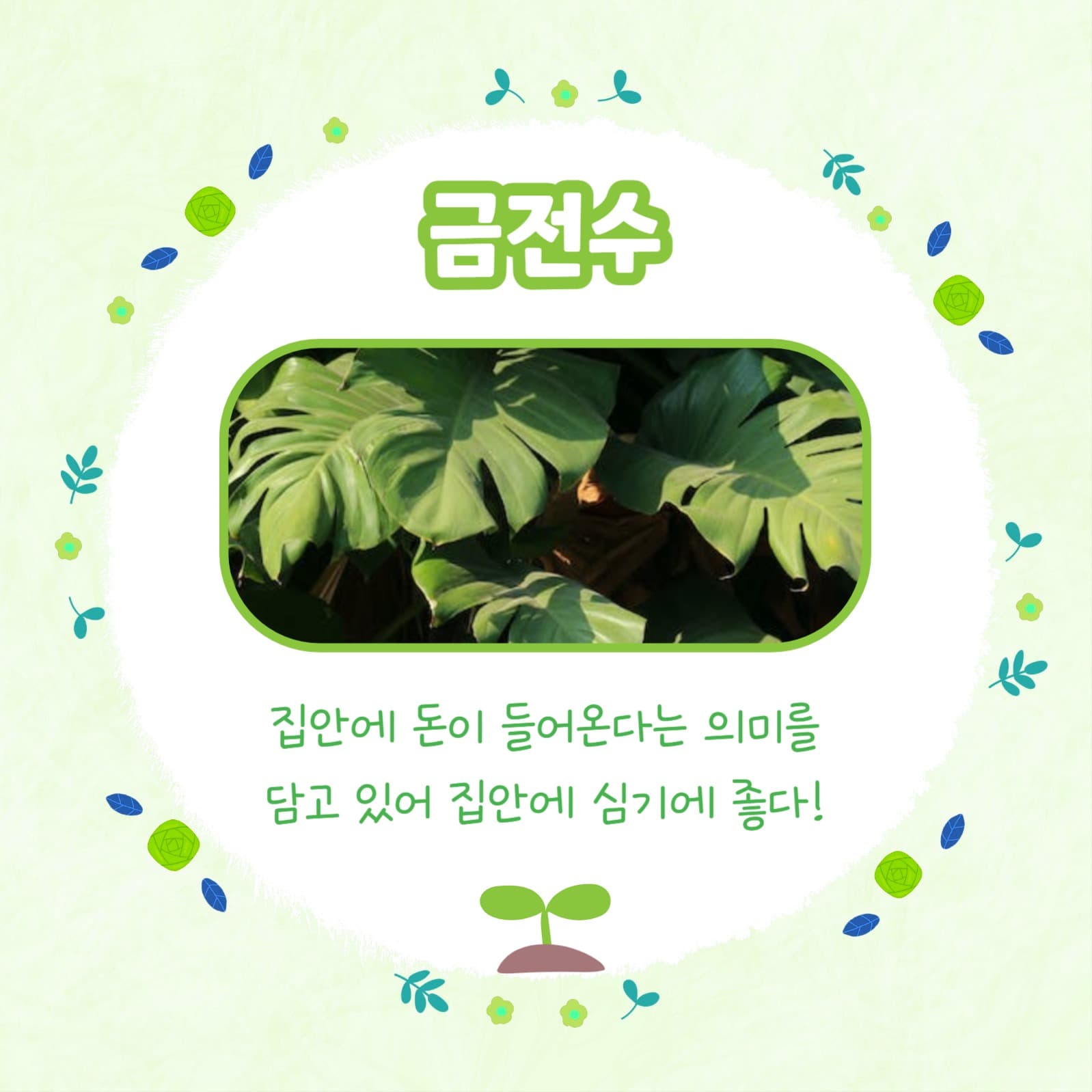 반려식물 추천 모음 카드뉴스