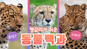 동물백과