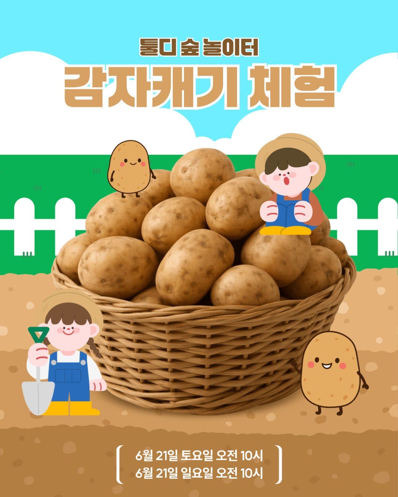 감자캐기 체험