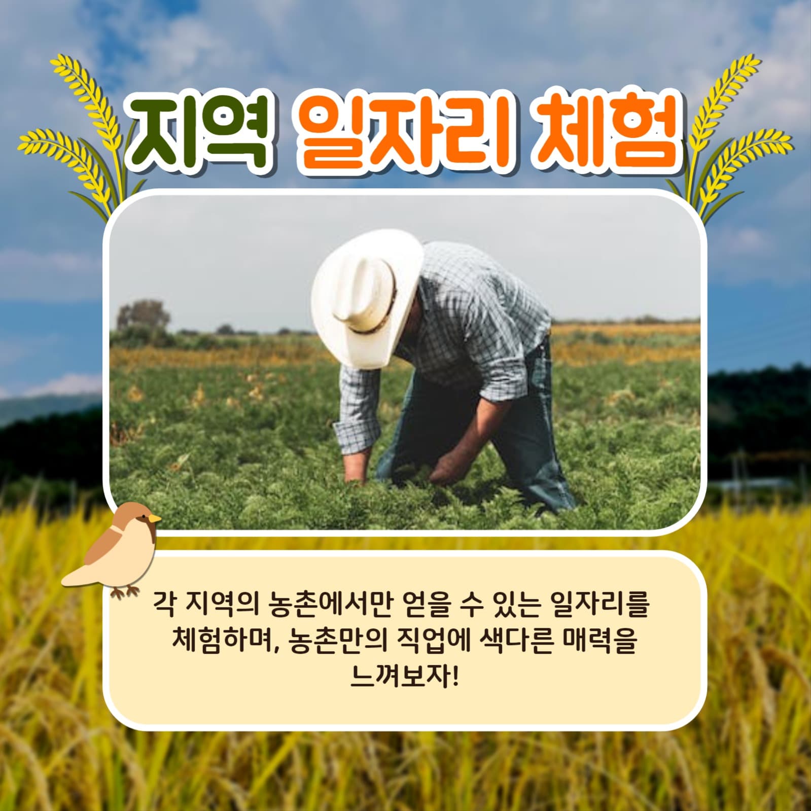 농촌에서 살아보기 카드뉴스