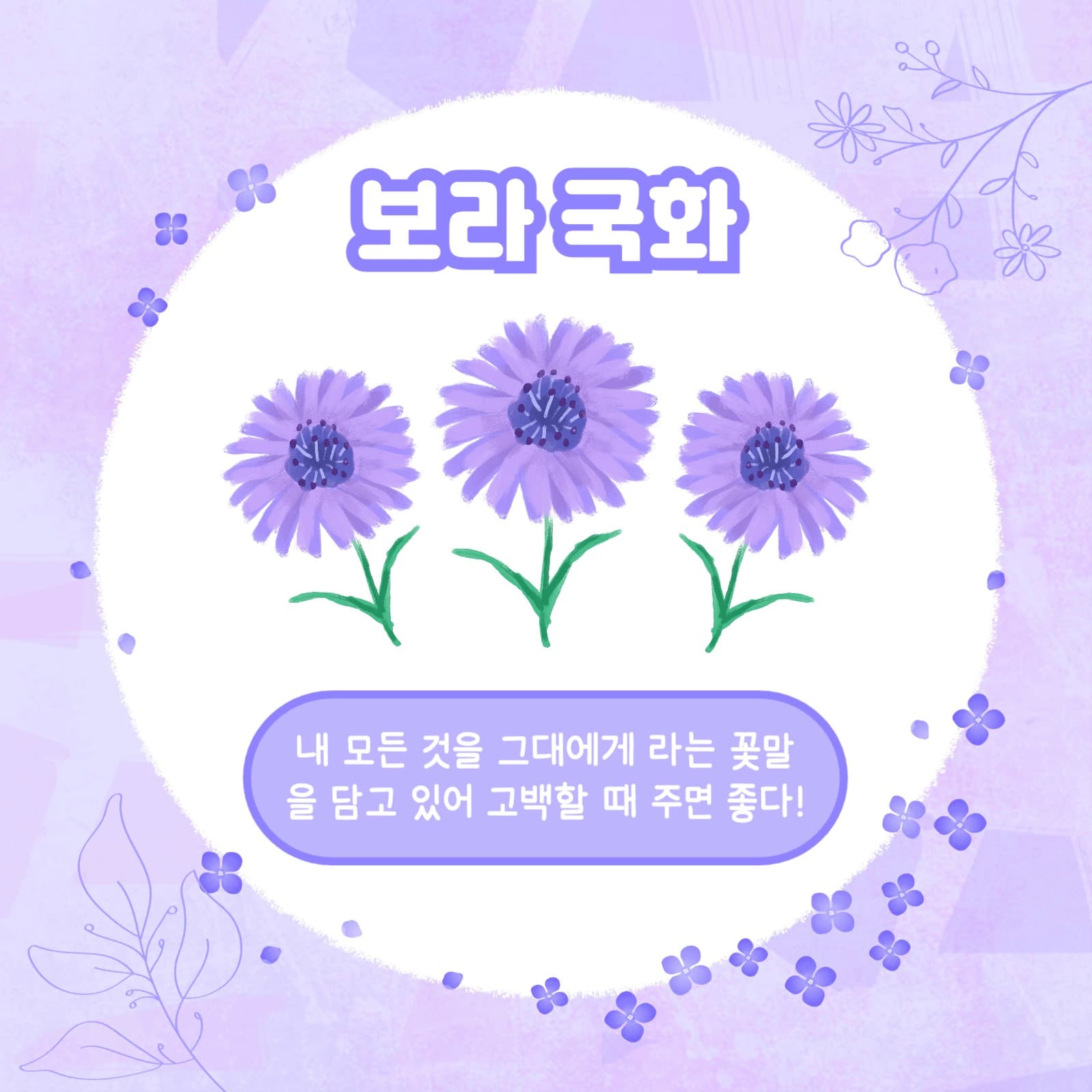 보라꽃 모음집 카드뉴스